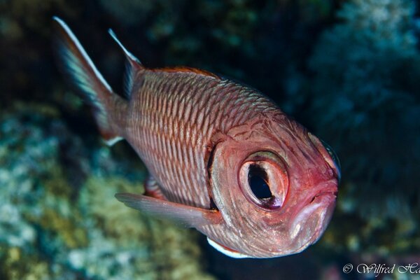 Red fish with big eyes