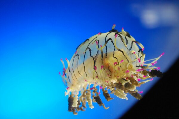 Marine animals in the water are colorful