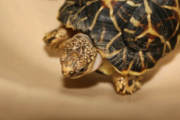 Turtle close-up on a sandy-golden background