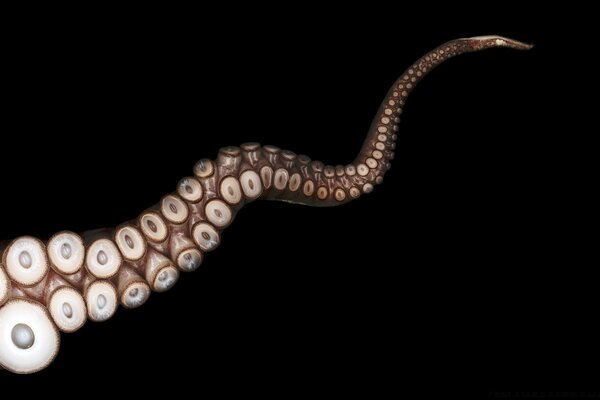 Invertebrate snake close-up