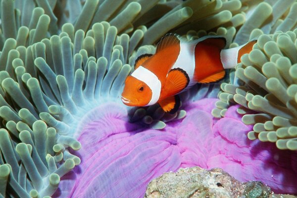 Korallenmeertier Clownfisch und Anemone