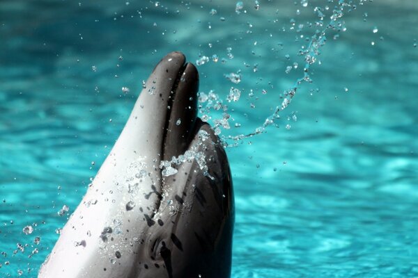 Delphin springt mit Spritzwasser aus dem Wasser