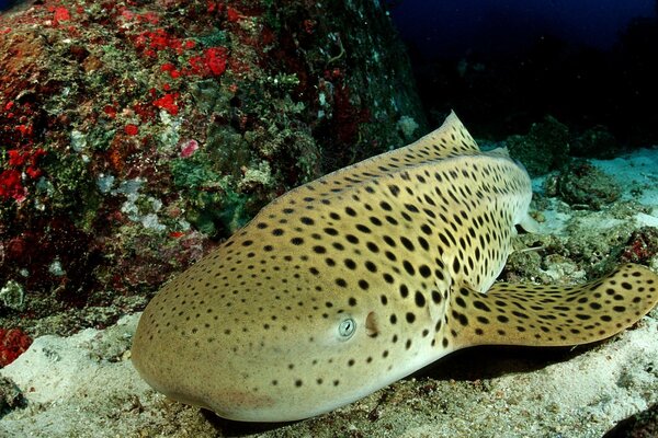 Spotted fish on the seabed