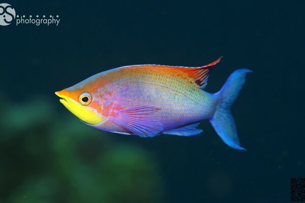 Peixes na natureza debaixo d água