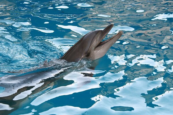 Delphin schwimmt im Meerwasser