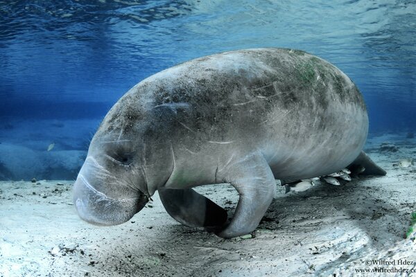 Un animal marino gris bajo el agua