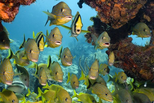 Underwater world in one aquarium