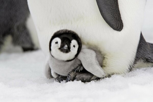 Cute little penguin in the snow