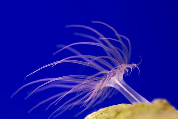 Jellyfish with developing tentacles on a blue background