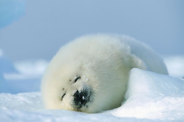 Meerestiere im Schnee im Norden