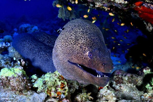 A moray eel swims in a coral reef