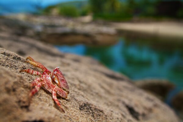 Red crab on a rock by the water