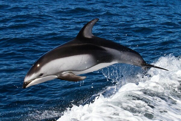 A black dolphin jumped out of the water