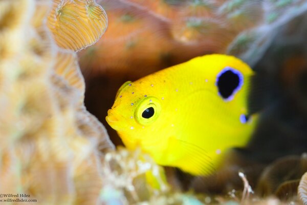 Poisson jaune caché dans la pierre