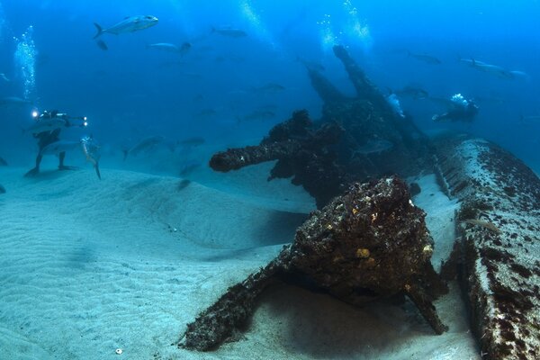 Animaux marins avec des humains dans le monde sous-marin