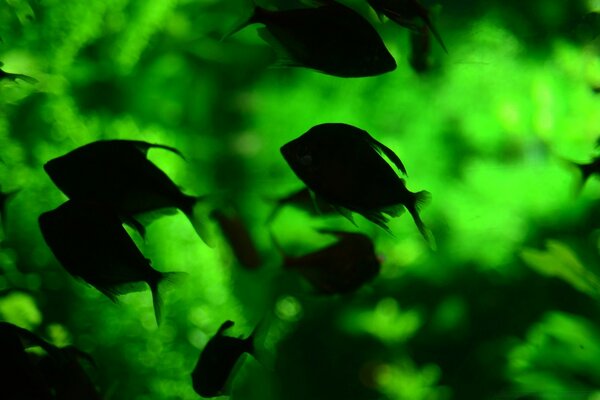 El acuario nacional en permanente