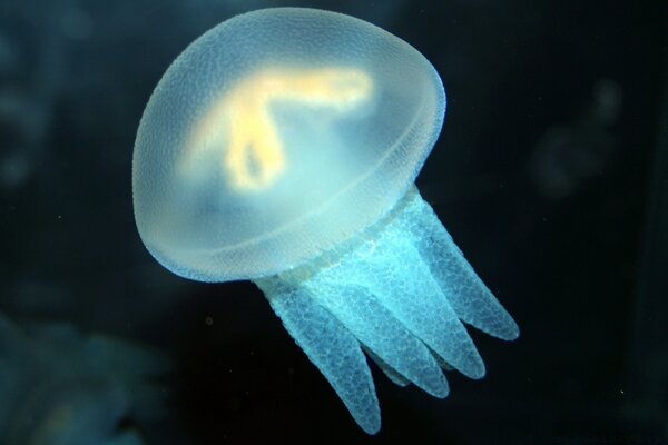 Deep Sea luminous sea jellyfish invertebrates