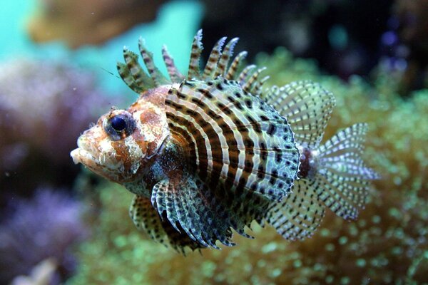 Exotic striped fish looks