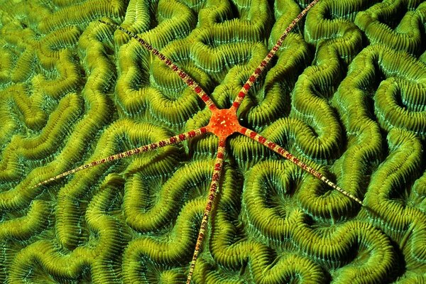 Starfish on a green background under water