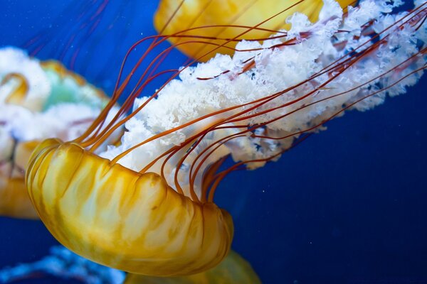 Underwater world. Yellow Jellyfish