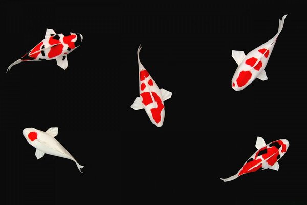 Red and black fish on a black background