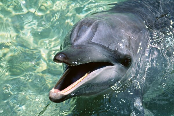 Fröhlicher Delphin im klaren Wasser