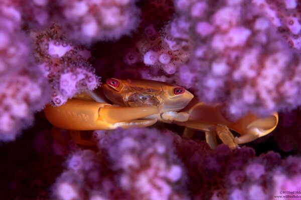 Crab on the background of lilac corals