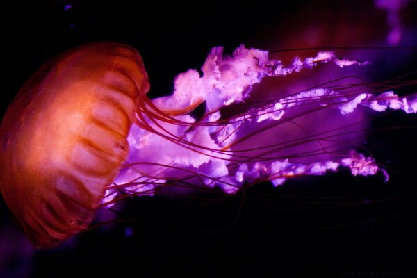 Lilac-red jellyfish on a dark background