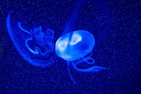 Medusas sobre un fondo azul brillante