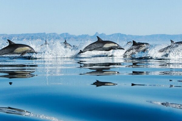 Flottement de dauphins au-dessus de la surface de l eau