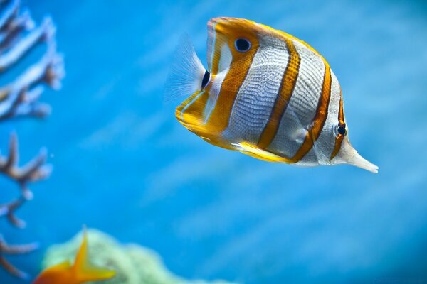 Poisson rayé nage sous l eau