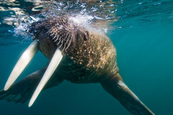 Walrus with huge fangs in the sea