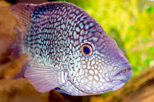 异国情调的水族馆与鱼在水族馆