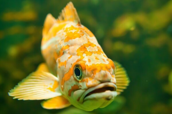 Yellow fish close-up