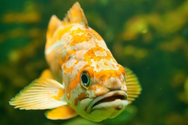 Gros plan de poisson jaune