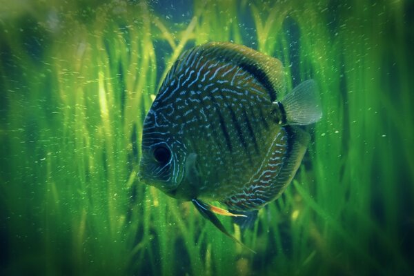 Sea fish in the underwater world