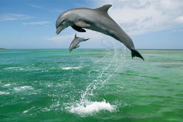 Dos delfines saltando por la tarde foto en color