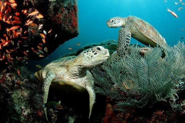 Zwei Schildkröten im Korallenriff