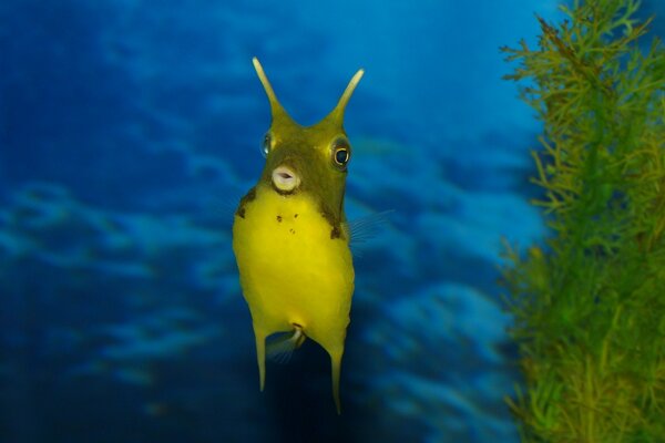 Green baby swims in the sea