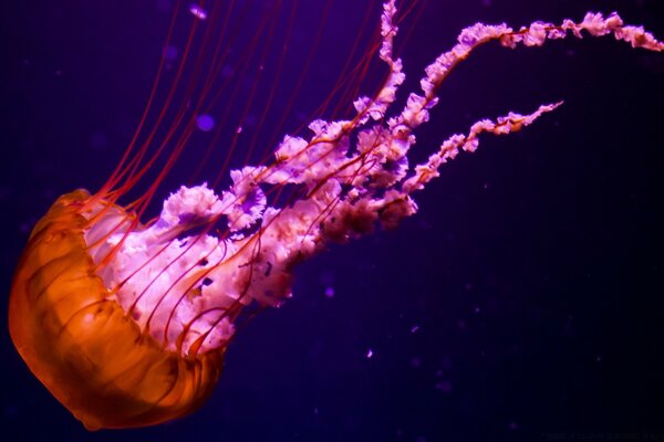 Floating pink jellyfish close-up