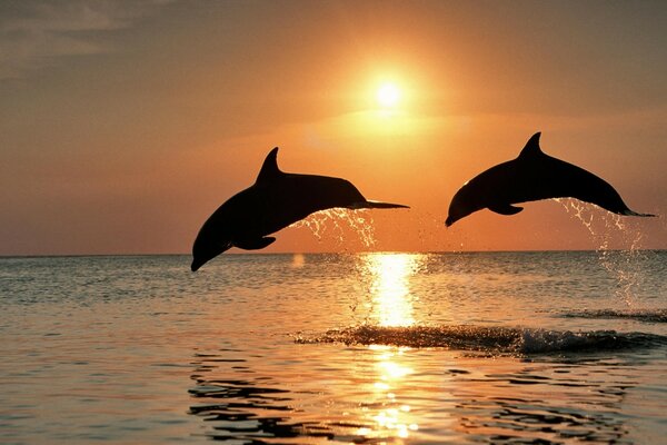 Los animales marinos se bañan en el mar