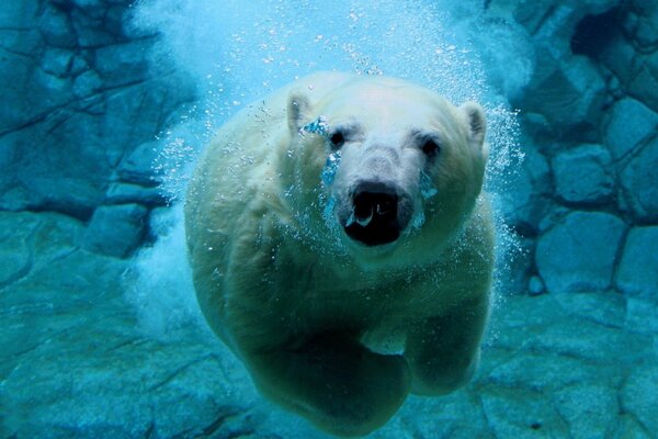 Oso polar bajo el agua cazando