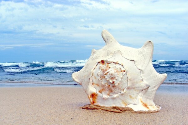 A large shell on the sea beach, on the sand