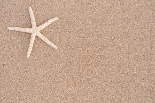 Starfish on a sandy background