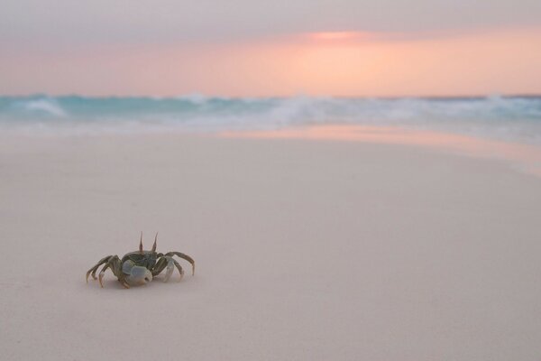 A lonely crab on the seashore