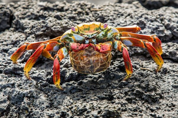 Crabe de mer de couleur vive sur fond rocheux