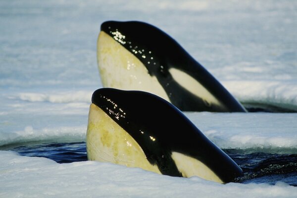 Marine animals in cold water, got out half into the open air