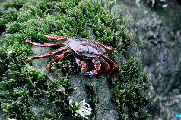 Krabbe vor dem Hintergrund von Algen unter Wasser