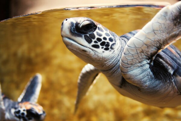 Crías de tortuga en alta mar