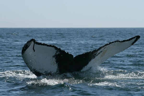 Cola de ballena sobre el agua en el mar